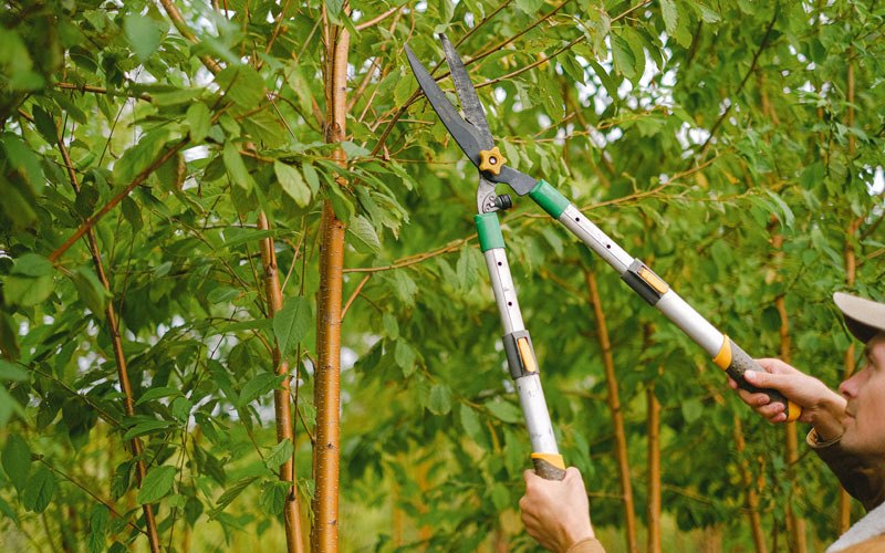 Tree trimming in Swan, IA